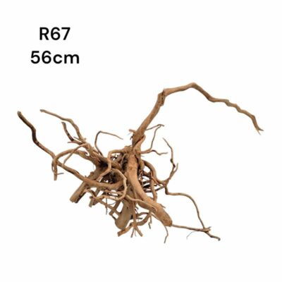 Redmoor Root R67