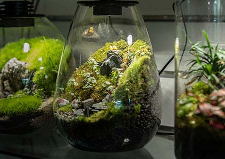 terrariums