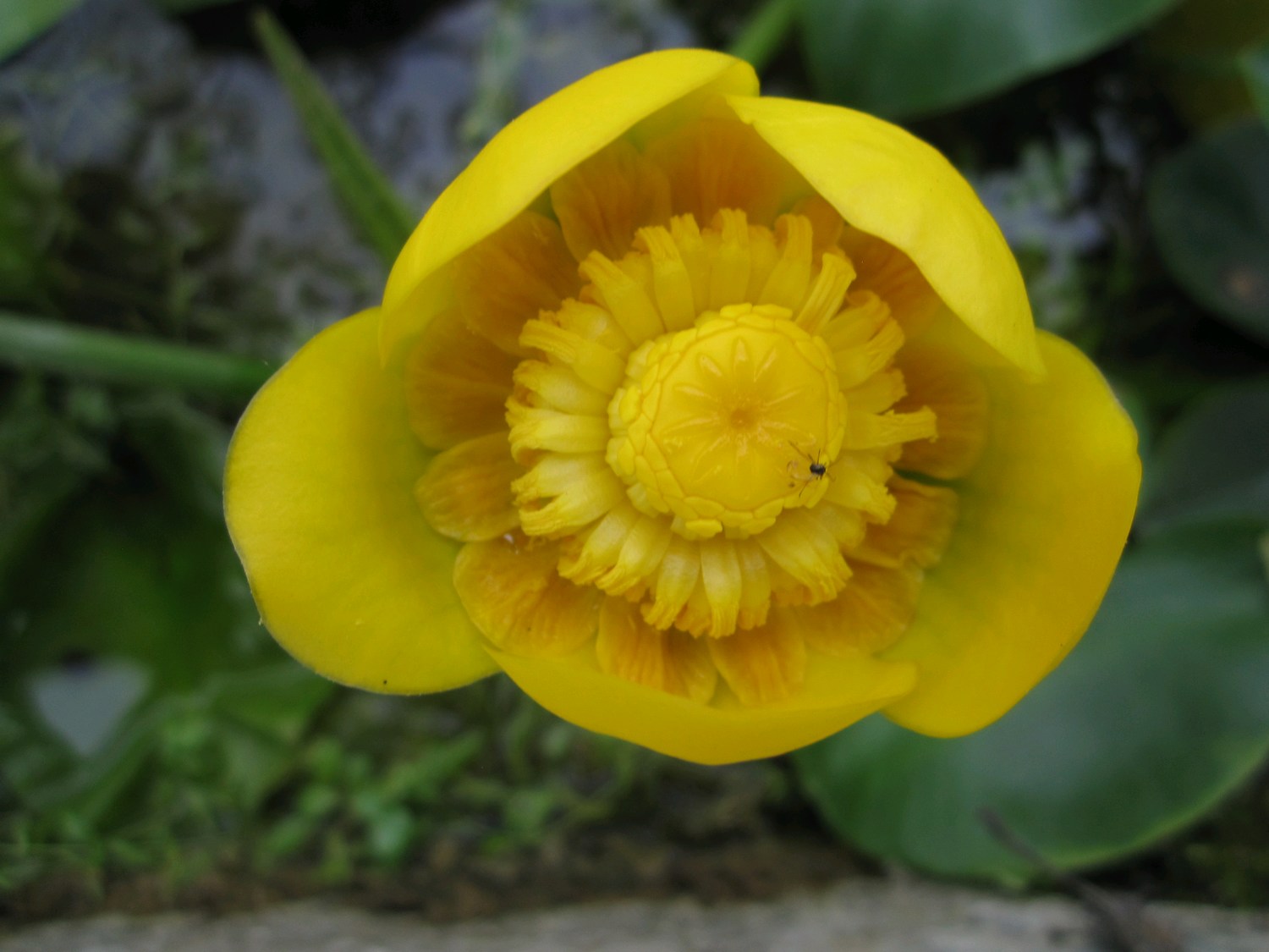 Nuphar lutea 10 ltr