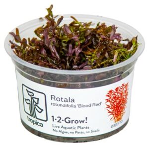 Rotala rotundifolia ‘Blood Red’ 1.2.Grow! 1