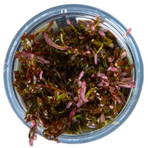 Rotala rotundifolia ‘Blood Red’ 1.2.Grow! 2