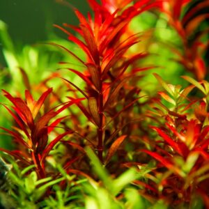 Rotala rotundifolia ‘Blood Red’ 1.2.Grow! 4