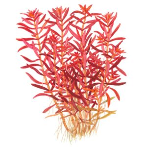 Rotala rotundifolia ‘Blood Red’ 1.2.Grow! 5