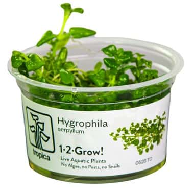 Hygrophila serpyllum 1.2.Grow! 1