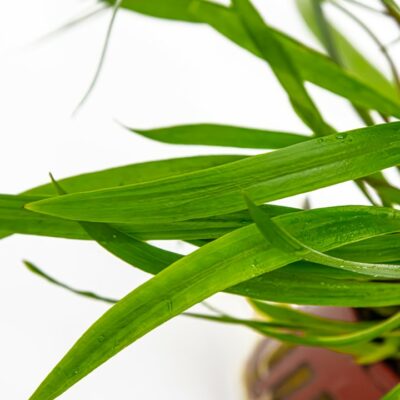 Cryptocoryne spiralis ‘Red’ Tropica