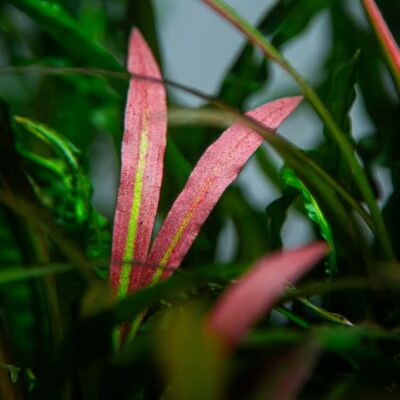 Cryptocoryne spiralis ‘Red’ Tropica