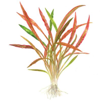 Cryptocoryne spiralis ‘Red’ Tropica