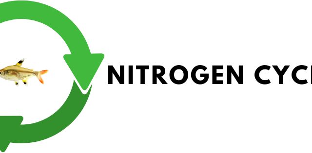 Nitrogen Cycle