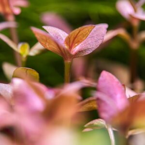 Bacopa salzmanni ‘Purple’ – Potted 3