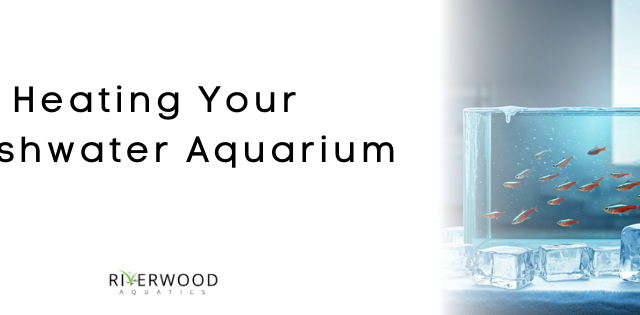 Heating Your Freshwater Aquarium