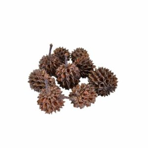 Indian Casuarina Cones x40 1