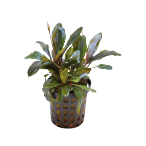 Bucephalandra Theia – Potted