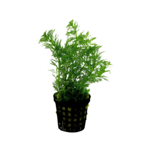 Limnophila heterophylla – Potted