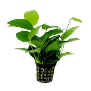 Anubias nana – Potted