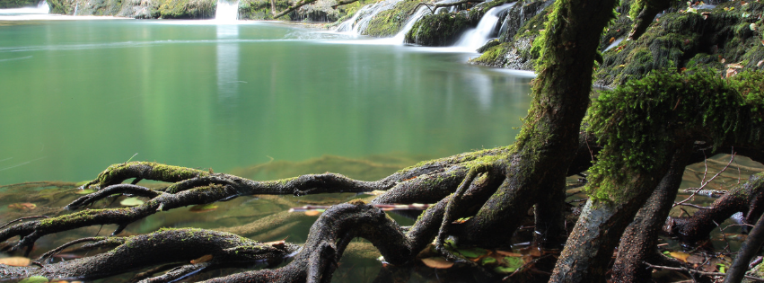 Tree Roots In Water In The Wild