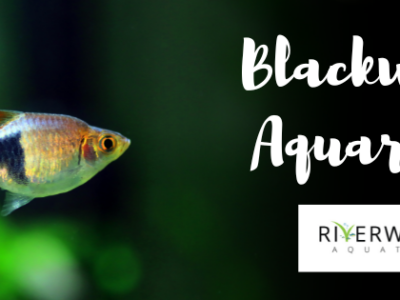 Blackwater Aquariums Guide