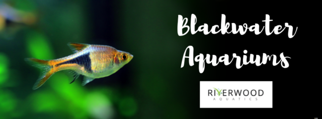 Blackwater Aquariums Guide