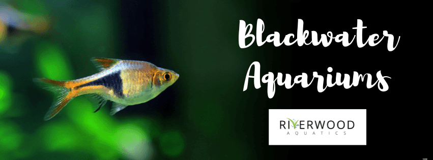 Blackwater Aquariums Guide