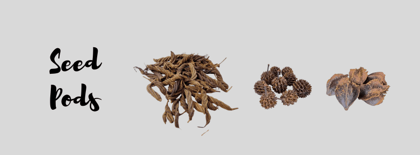 Aquarium Seed Pods