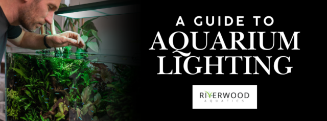 A Guide To Aquarium Lighting