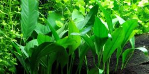 Anubias barteri angustifolia – Potted 2