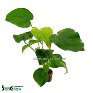 Anubias barteri Big – Potted