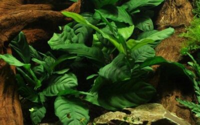 Anubias barteri Coffeifolia – Tropica Pot 3