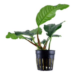 Anubias barteri Coffeifolia – Tropica Pot 1