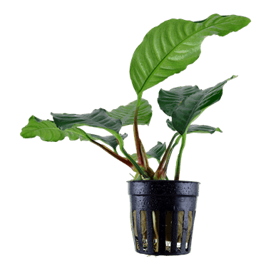 Anubias barteri Coffeifolia – Tropica Pot 1