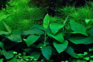 Anubias barteri nana 1.2.Grow! 3