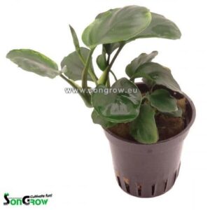 Anubias barteri Coin Leaf – Potted