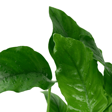 Anubias barteri var. barteri – Tropica Potted 2