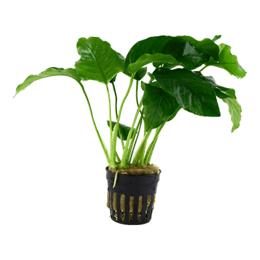 Anubias barteri var. barteri – Tropica Potted 1