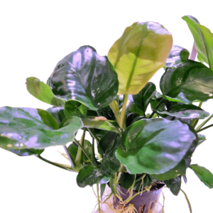 Anubias Golden Coin – Potted 2