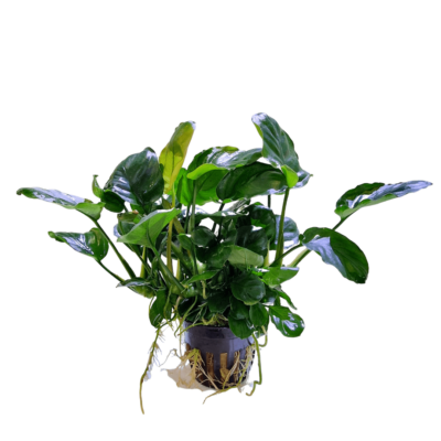 Anubias Golden Coin – Potted 1