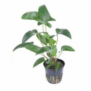 Anubias gracilis – Tropica Potted 1