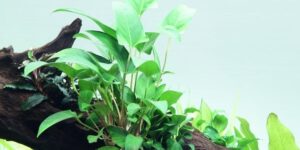 Anubias gracilis – Tropica Potted 2