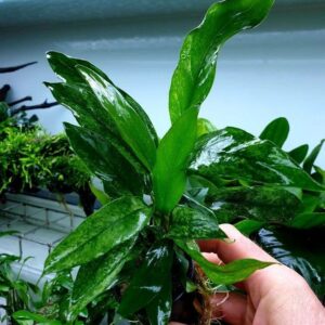 Anubias minima – Potted