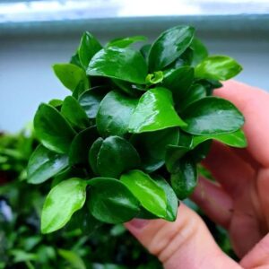 Anubias nana ‘Bonsai’ – Invitro