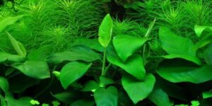 Anubias nana Large – Potted 2