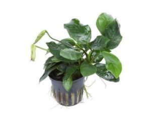 Anubias nana Large – Potted 1