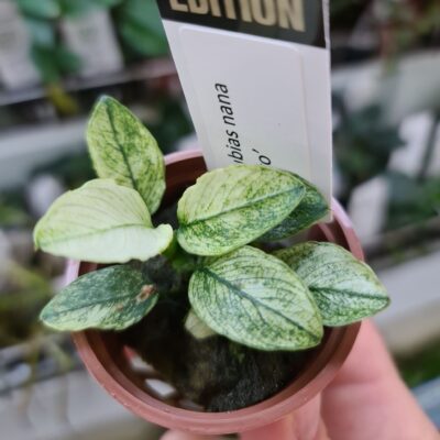 Anubias nana Pinto – Potted