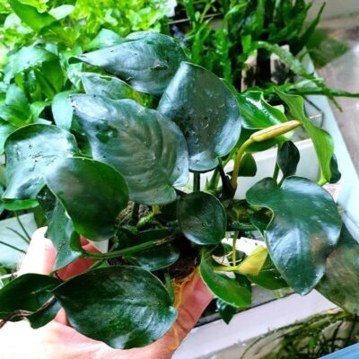 Anubias nana Thick Leaf – Potted