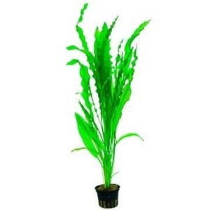 Aponogeton crispus - Potted