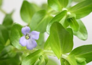 Bacopa caroliniana - Dennerle