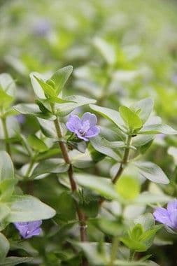 Bacopa caroliniana - Dennerle