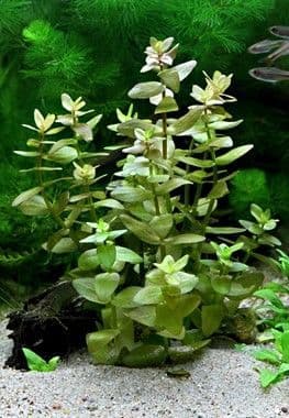 Bacopa caroliniana - Dennerle