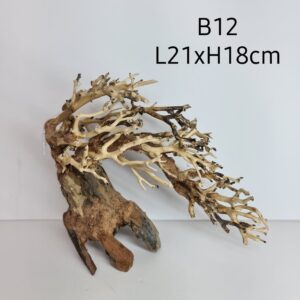 Bonsai Tree Wood B12