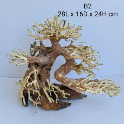 Bonsai Tree Wood B2