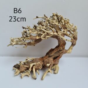 Bonsai Tree Wood B6